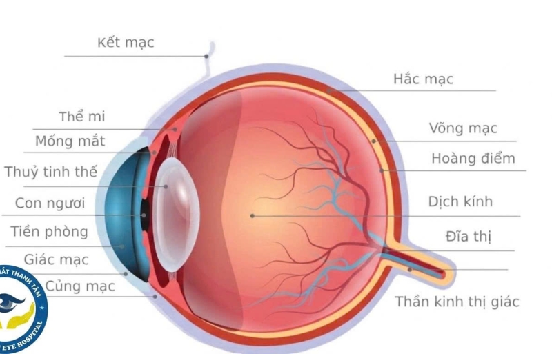 CƠ CHẾ HOẠT ĐỘNG CỦA MẮT: 